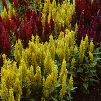 Celosia argentea 'Castle series' (005451)