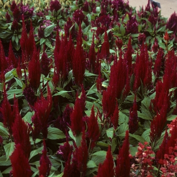 Celosia argentea 'Castle series' (005452)