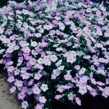 Petunia Wave® 'Misty Lilac' (005459)