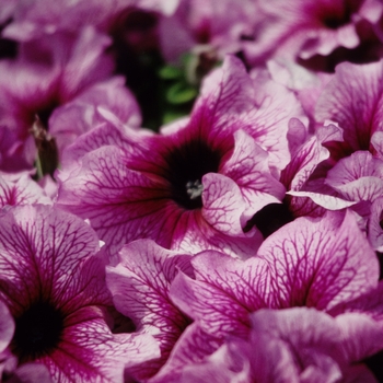 Petunia Daddy® 'Sugar' (005460)