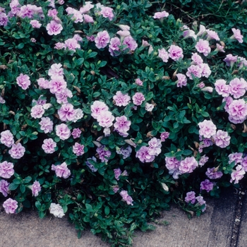 Petunia Double Wave® 'Lavender Spreading' (005465)