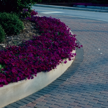 Petunia Wave® 'Purple' (005470)