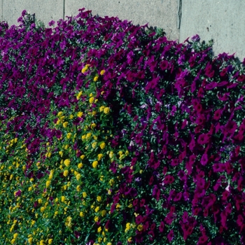 Petunia Wave® 'Purple' (005473)