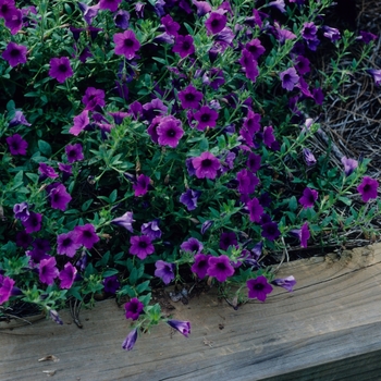 Petunia integrifolia '' (005478)