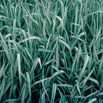 Phalaris arundinacea 'Feesey' (005483)