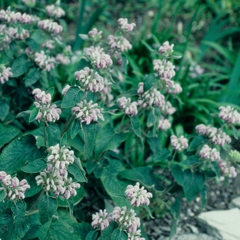 Phlomis bovei '' (005486)