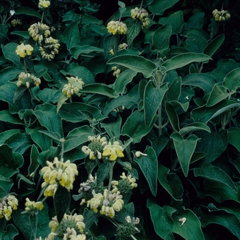 Phlomis 'E.A. Bowles' (005487)