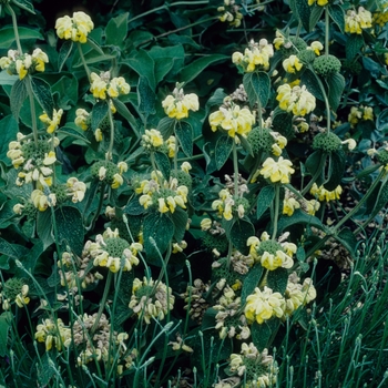 Phlomis 'E.A. Bowles' 