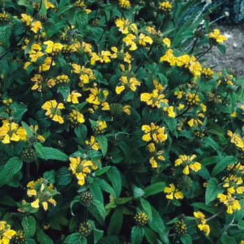 Phlomis longifolia 'Balanica' (005490)