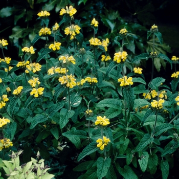 Phlomis longifolia 'Balanica' (005491)