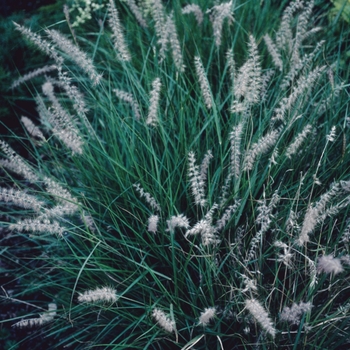 Pennisetum orientale '' (005493)