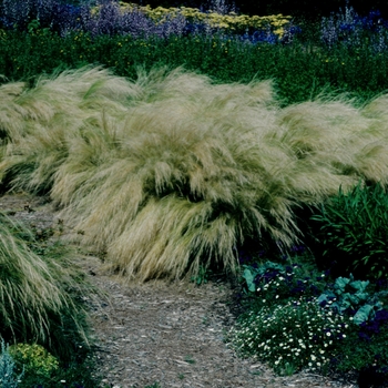 Pennisetum villosum '' (005495)