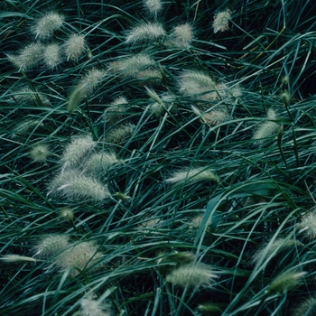 Pennisetum villosum '' (005496)