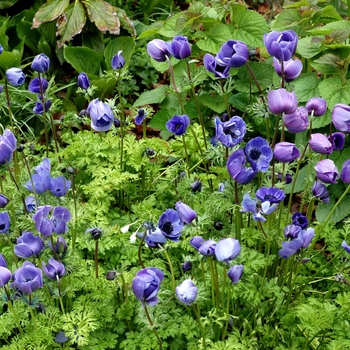 Anemone coronaria 'De Caen Blue' (005498)