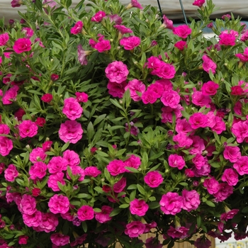 Calibrachoa MiniFamous® 'Double Pink' (005518)