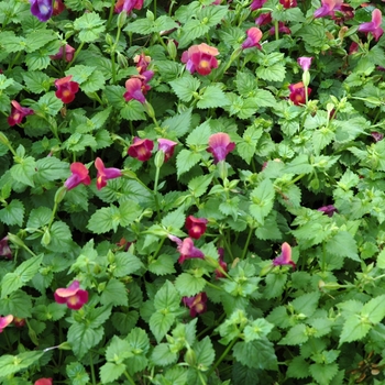 Torenia fournieri 'Indigo Moon' (005539)