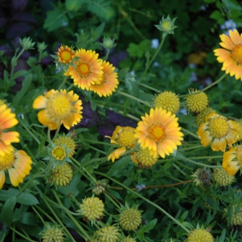 Gaillardia aristata 'Oranges and Lemons' (005546)