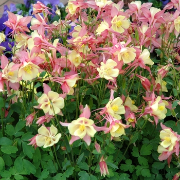 Aquilegia Swan 'Pink & Yellow' (005551)