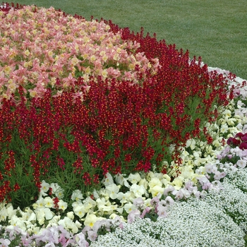 Aquilegia Swan 'Rose & White' (005552)