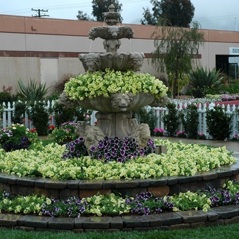 Petunia 'Fortunia® Yellow' (005564)