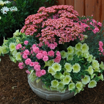 Petunia 'Fortunia® Yellow' (005565)