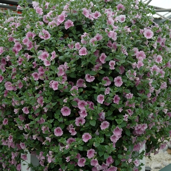 Petunia Surfinia® 'Candy Cane' (005567)