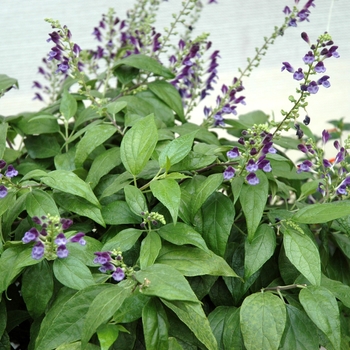 Scutellaria hybrid 'Veranda' (005569)