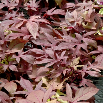 Ipomoea batatas Sweet Caroline™ 'Bronze' (005583)