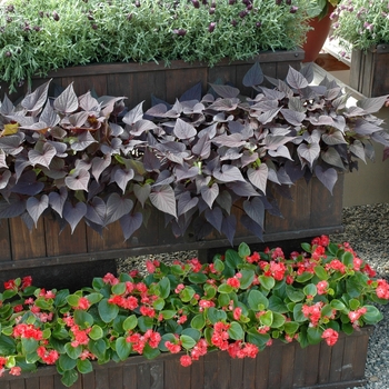 Ipomoea batatas Sweet Caroline™ 'Sweet Heart Purple' (005590)