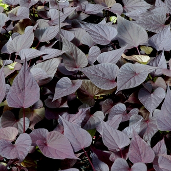 Ipomoea batatas Sweet Caroline™ 'Sweet Heart Purple' (005591)