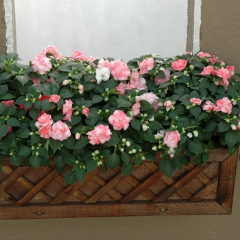 Impatiens walleriana Fiesta™ 'Sparkler Cherry' (005593)