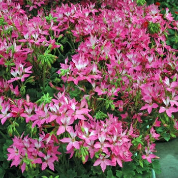 Pelargonium x hortorum 'Starlette Pink' (005605)