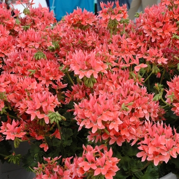 Pelargonium x hortorum 'Starlette Salmon' (005606)