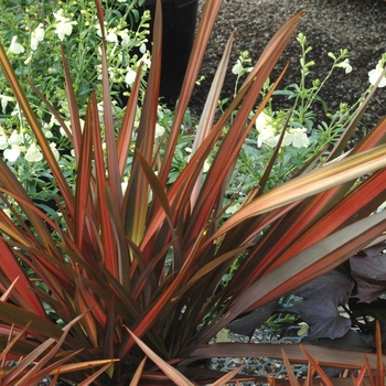 Phormium tenax 'Lancer Terracotta' (005609)