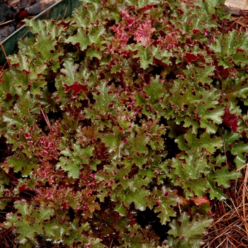 Heuchera 'Crimson Curls' (005622)