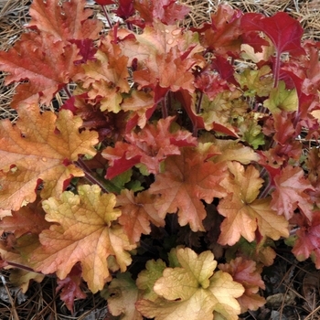 Heuchera 'Marmalade™' (005625)