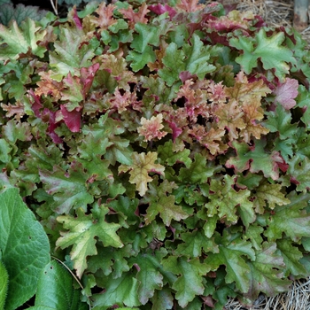 Heuchera 'Marmalade™' (005626)