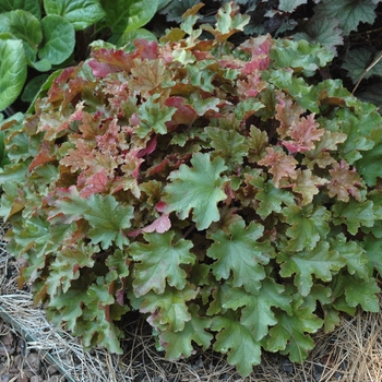 Heuchera 'Marmalade™' (005627)