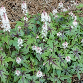 Tiarella 'Stargazer Mercury' (005636)