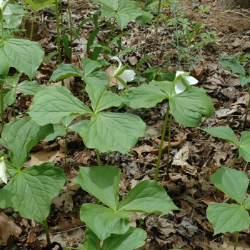 Trillium erectum '' (005637)