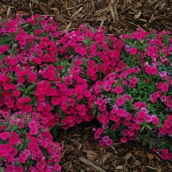 Phlox drummondii 'Astoria Hot Pink' (005641)