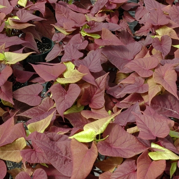 Ipomoea batatas Sweet Caroline 'Sweet Heart Red' (005643)