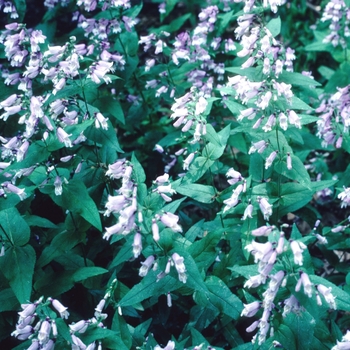 Penstemon smallii '' (005650)