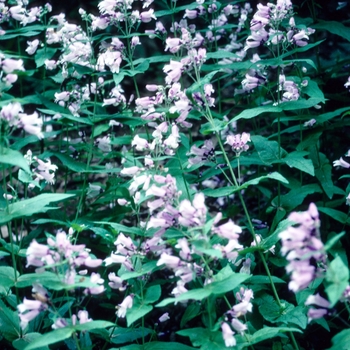 Penstemon smallii '' (005651)