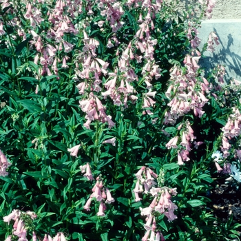 Penstemon 'Hidcote Pink' (005658)