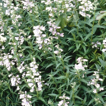 Penstemon 'Sour Grapes' (005664)