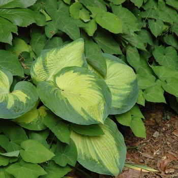 Hosta 'Great Expectations' (005669)