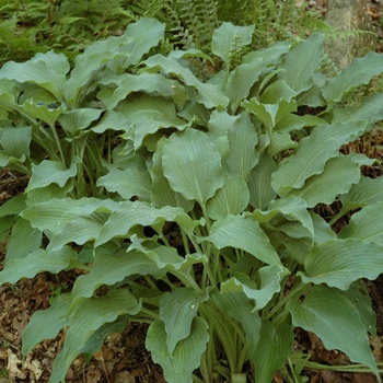 Hosta 'Elvis Lives' (005670)