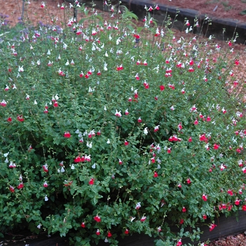 Salvia microphylla 'Hot Lips' (005676)