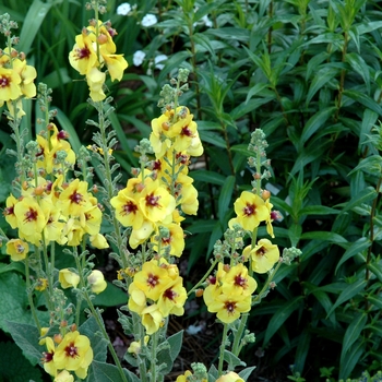 Verbascum 'Gold Nugget' (005678)